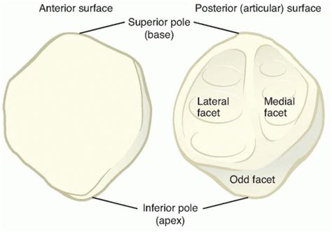 odd facet patella